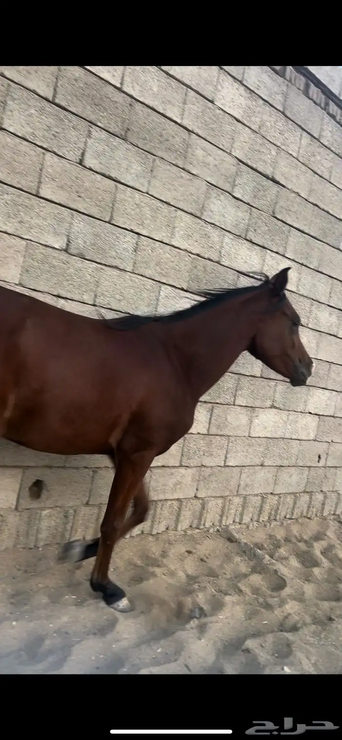 مهره شعيبه فاخره 2