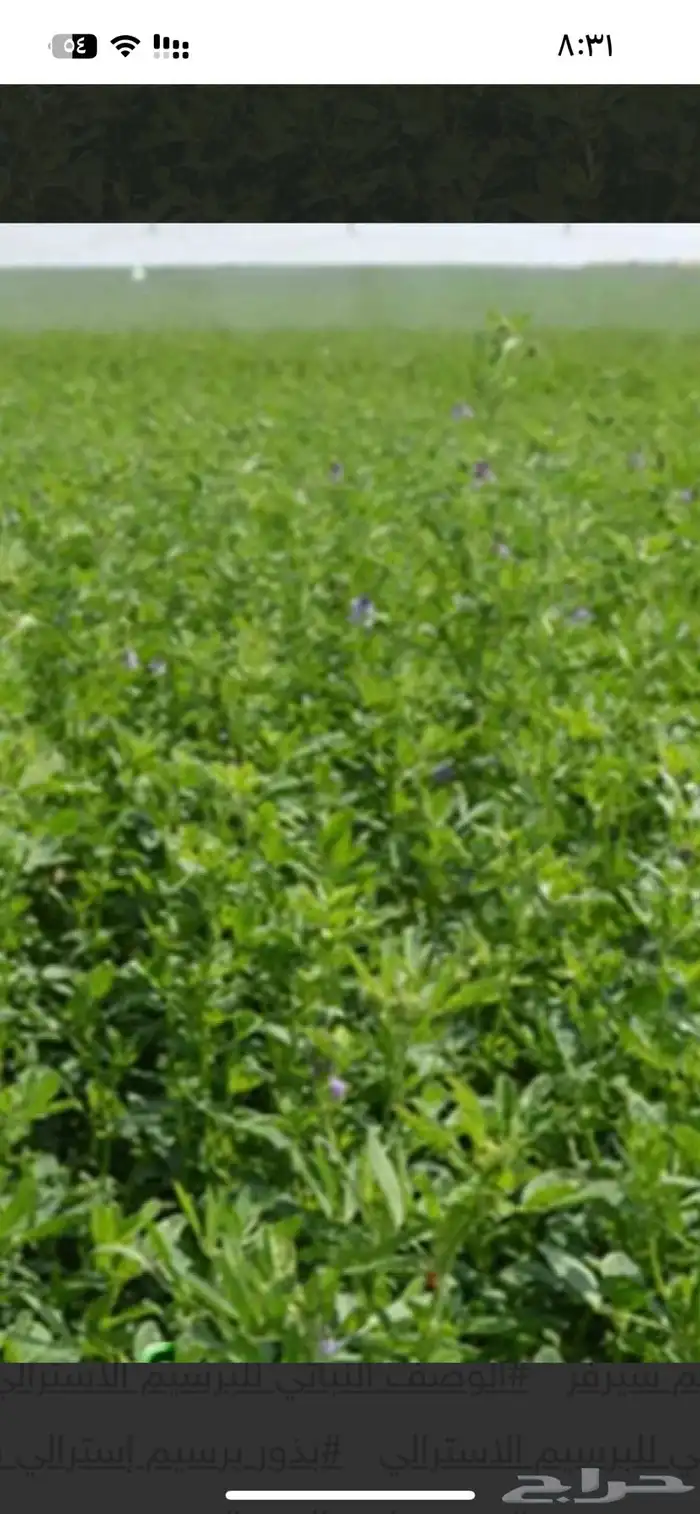 برسيم امريكي واسترالي للبيع 3