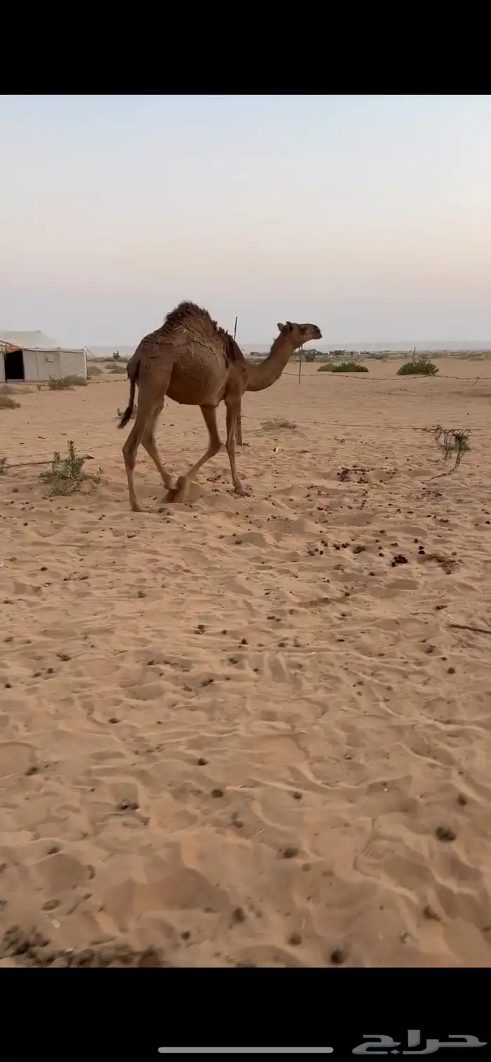 عشرا مجهم تحتها قعود 1