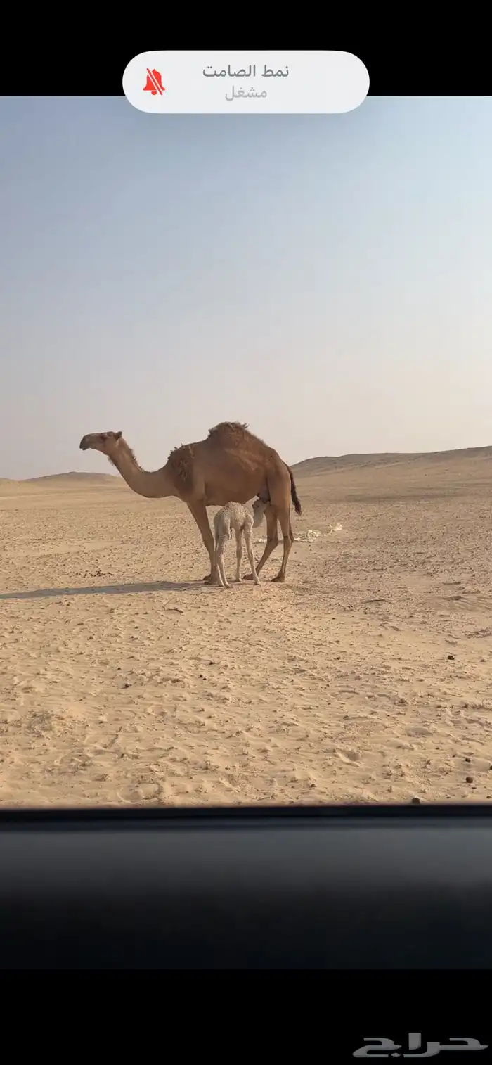 للبيع خلفه حمراء ثنيه 10