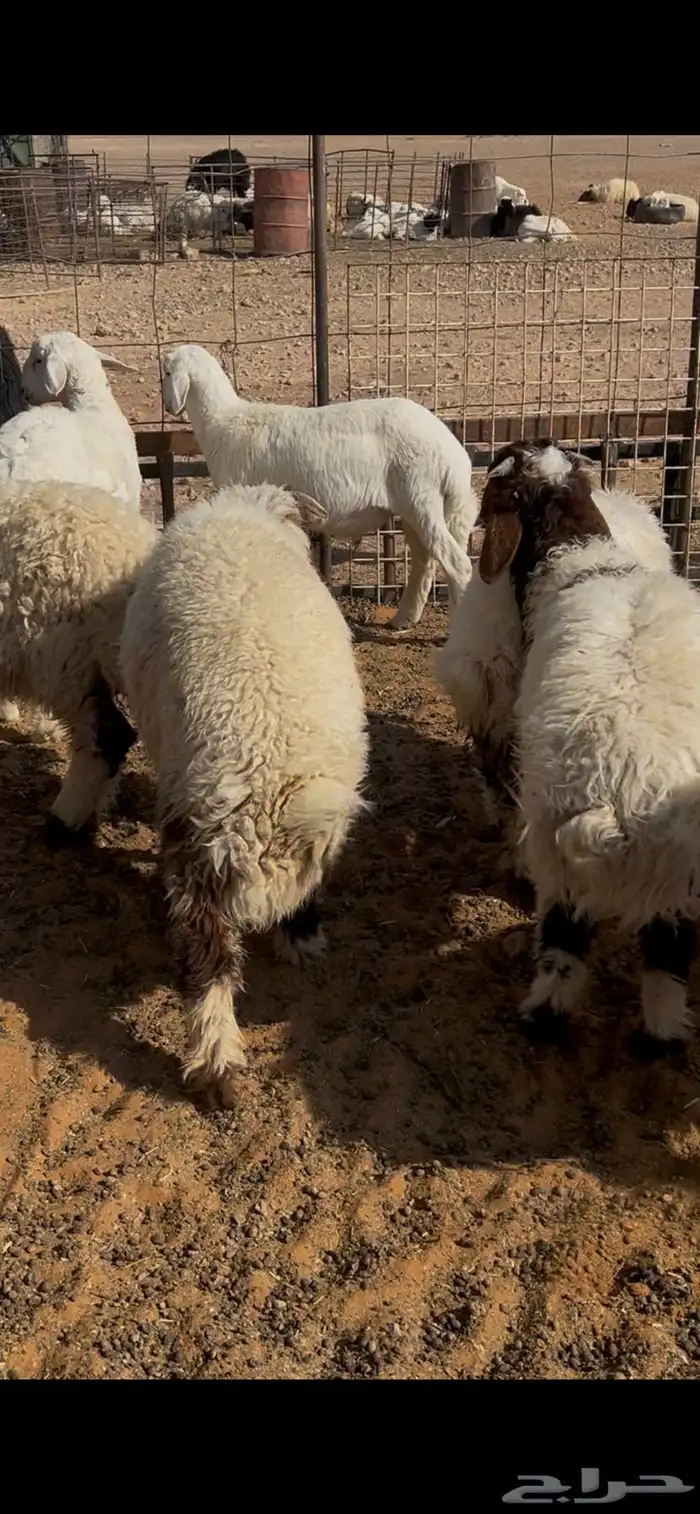 بهم 40راس الموقع لينه 2