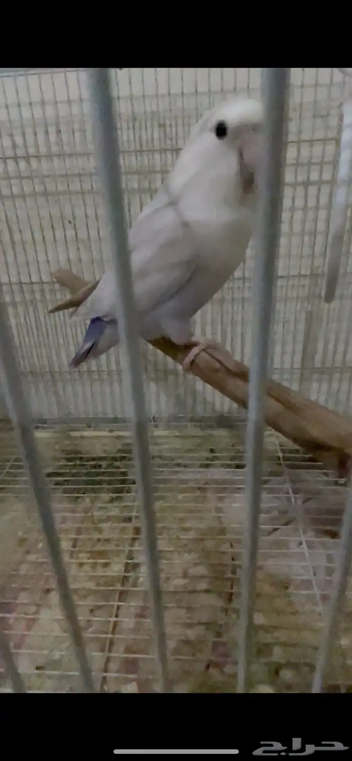 طيورزينه كروان ذكور وروز ذكور 8