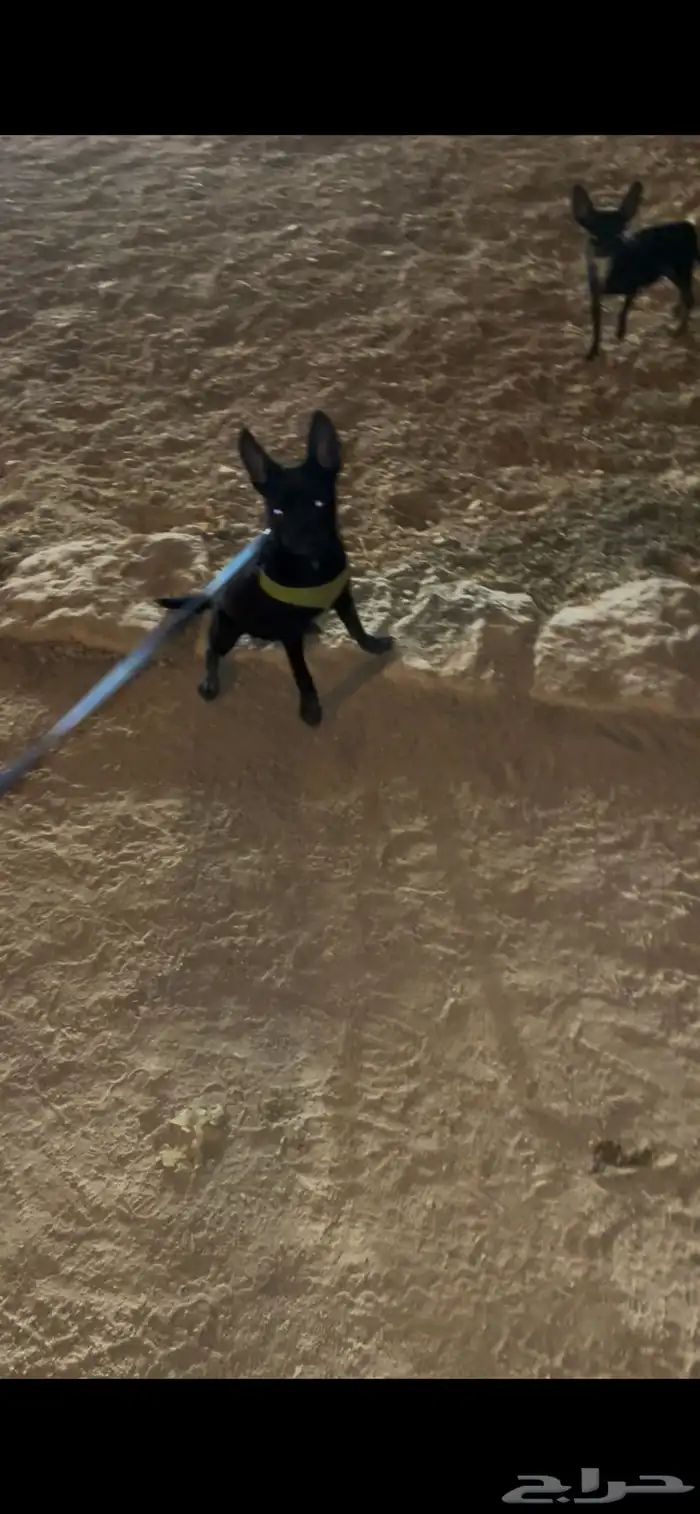 كلب فرنش مهجن للتبني برسوم 0