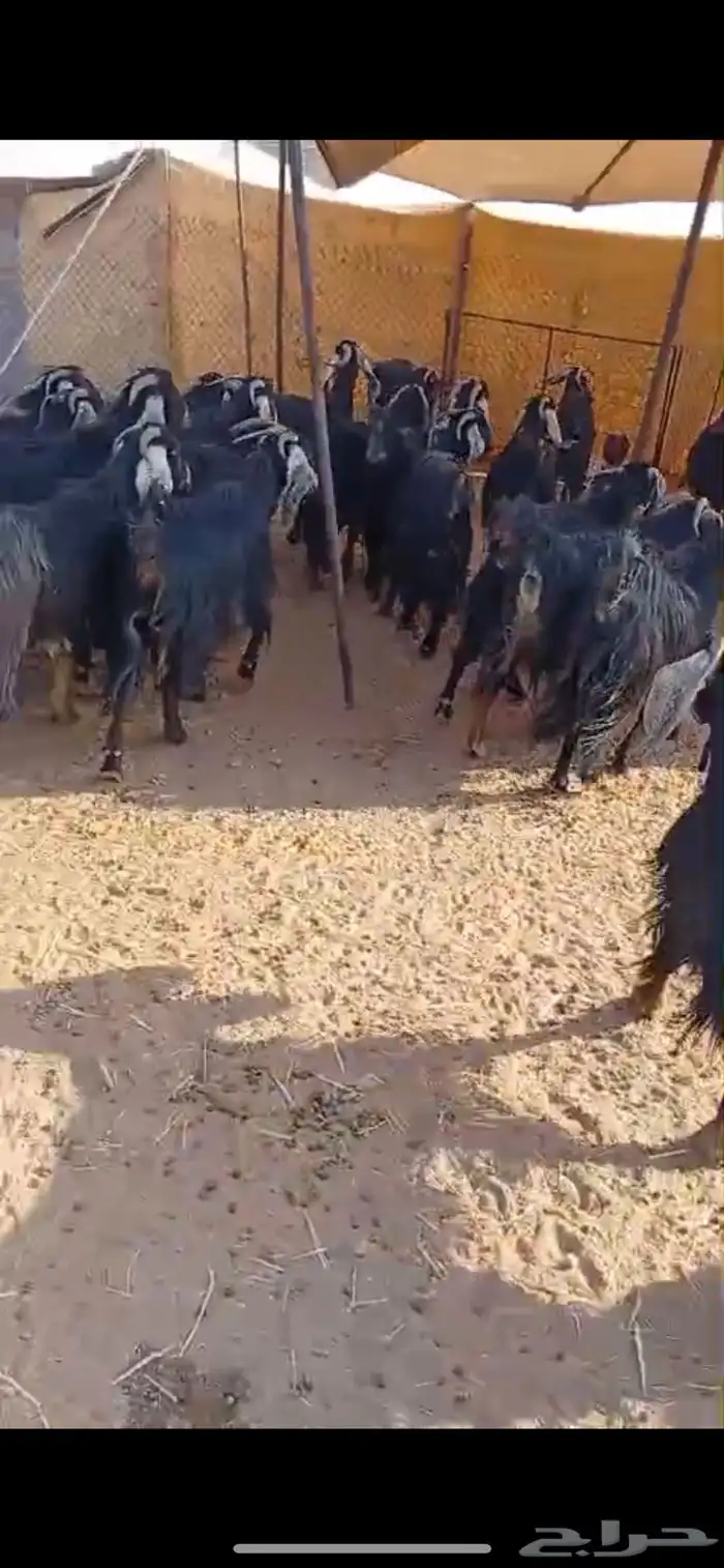 معزاء دفيع للبيع 4