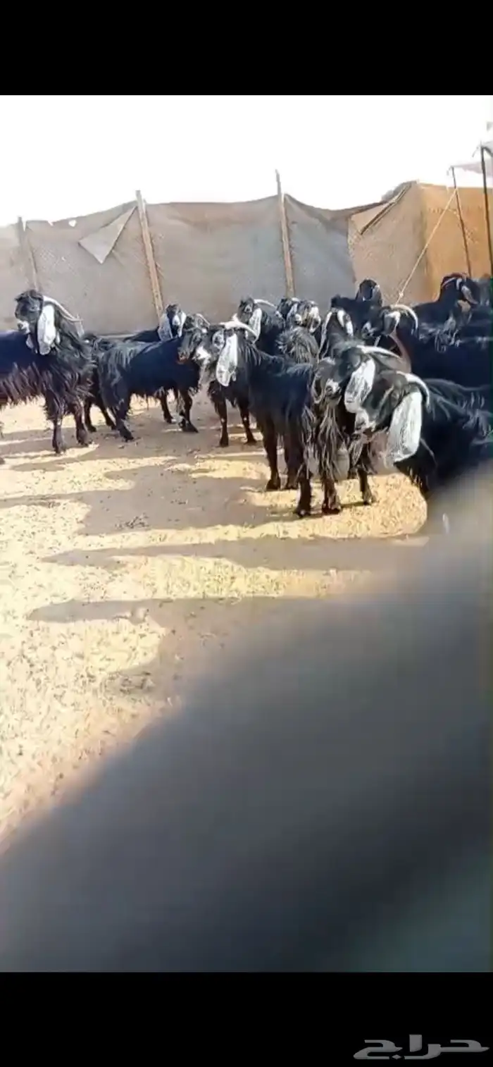 معزاء دفيع للبيع 7