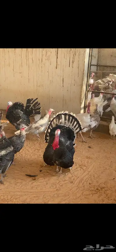 دجاج بلدي ابيض index