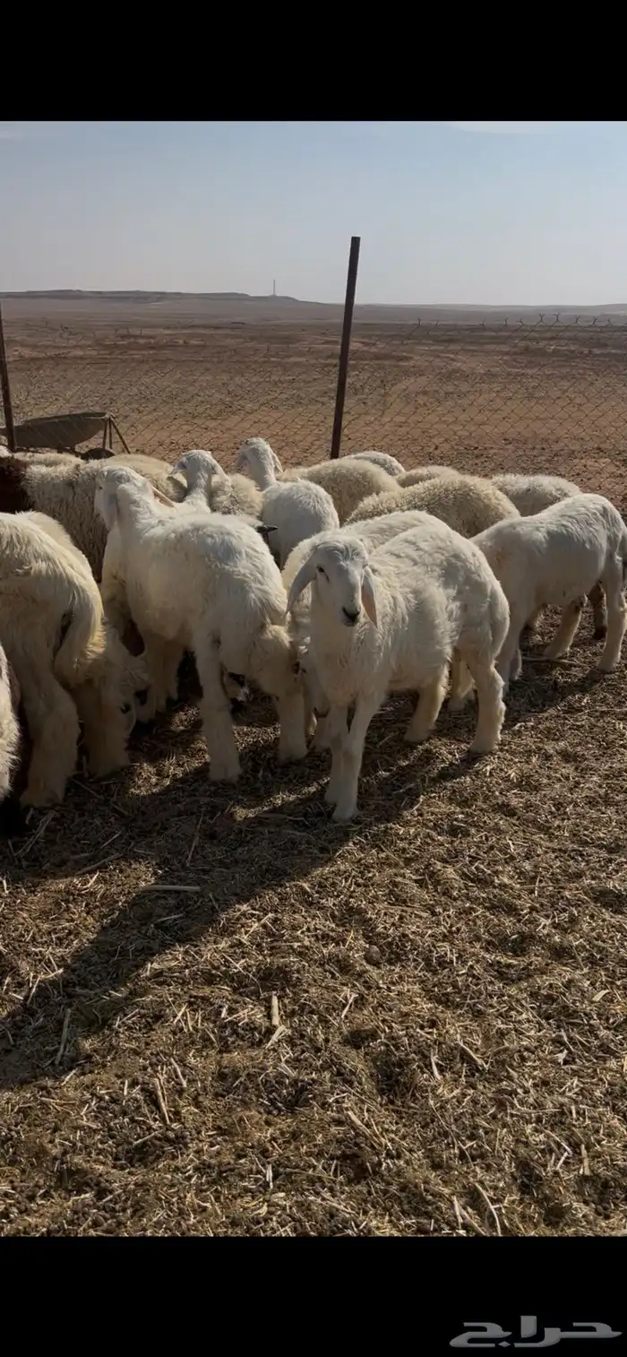 بهم 40راس الموقع لينه 1