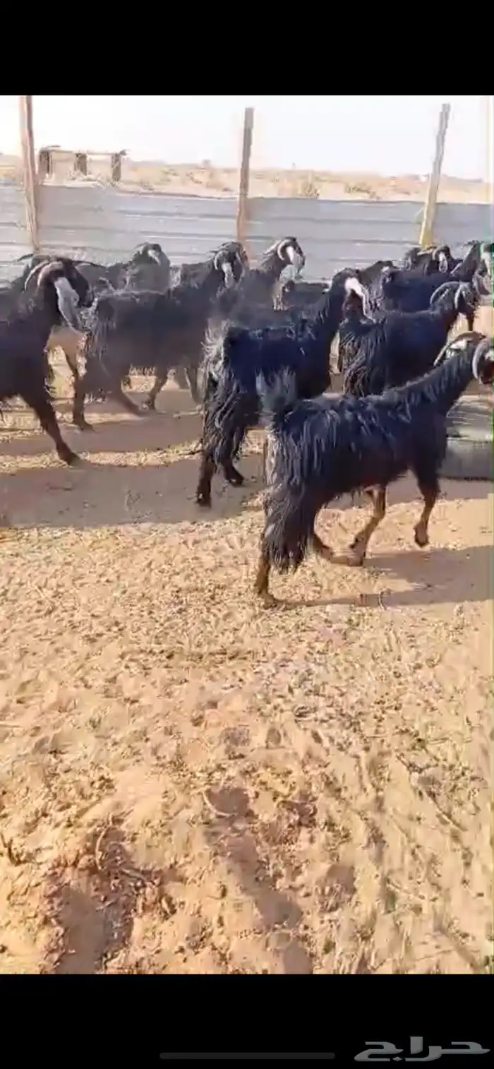 معزاء دفيع للبيع 0