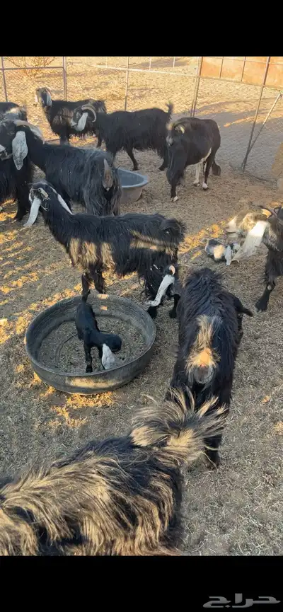 معزاء 20 فيها أربع ولد وحده معها 2 والباقيه دفيع index