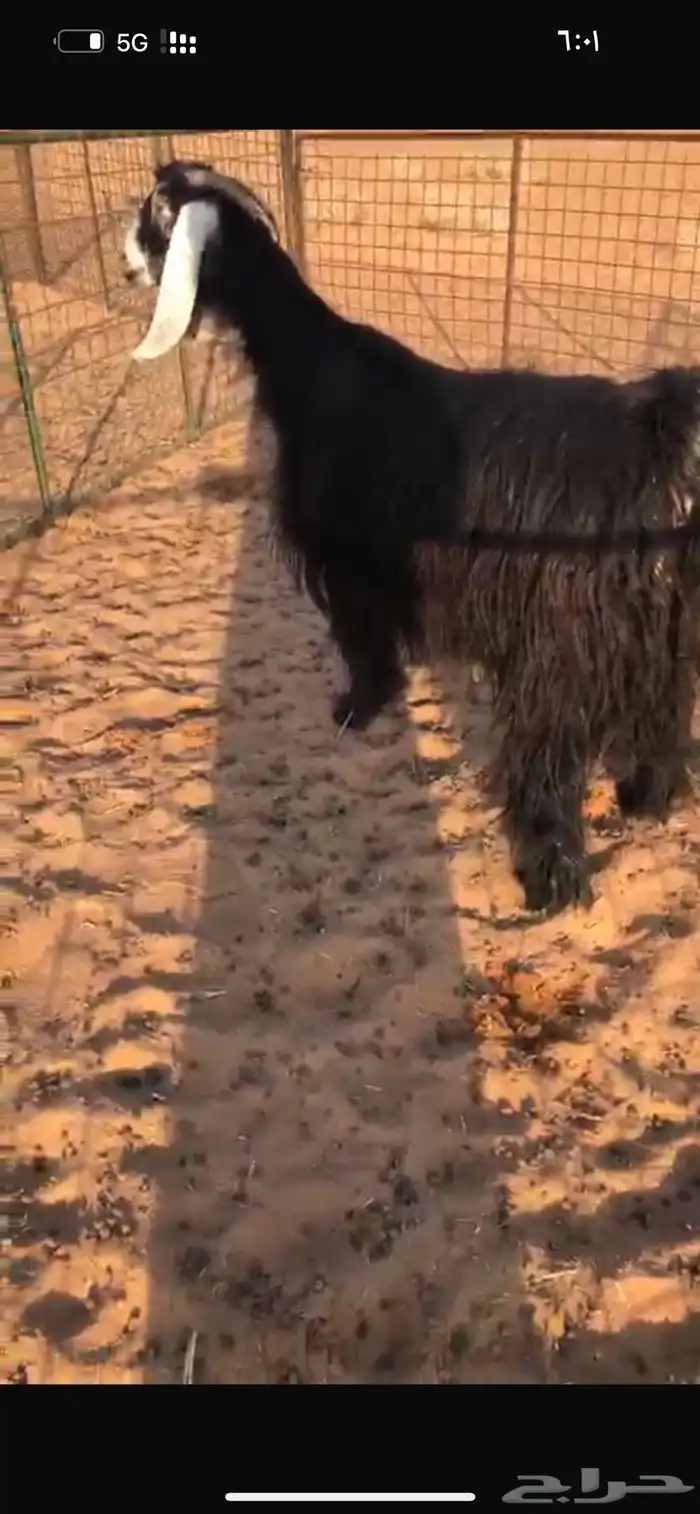 عنز عارضيه صنف 0