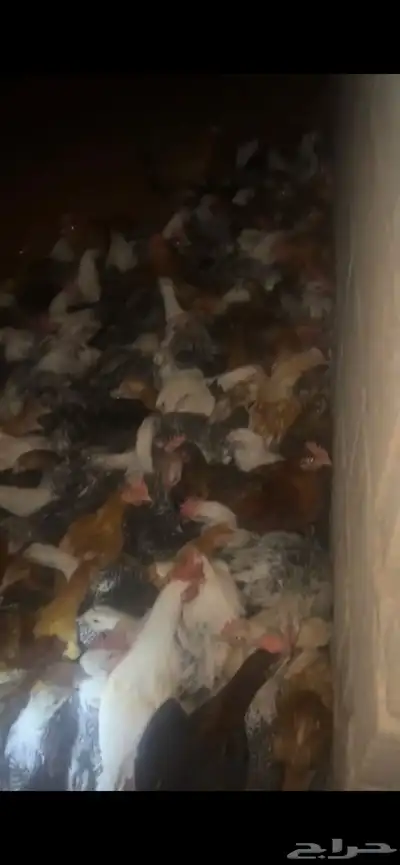 دجاج للبيع في القاعد index