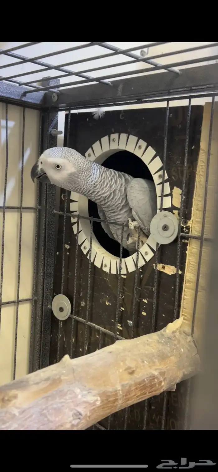 للبيع انثى كاسكو جاهزه 4