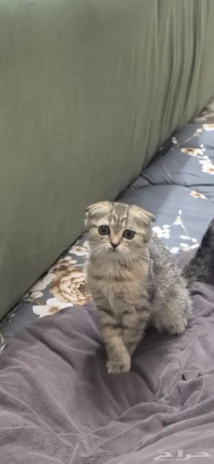 قطط سكواتش فولد جميلة ومعاها جميع اوراقها وتطعيماتها 1