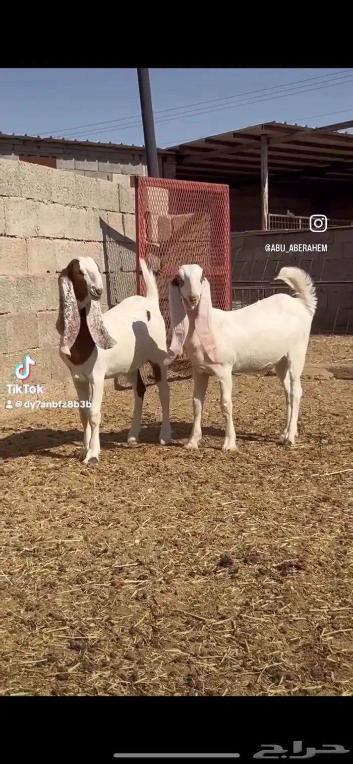 جفار مشاريك طيبه 1