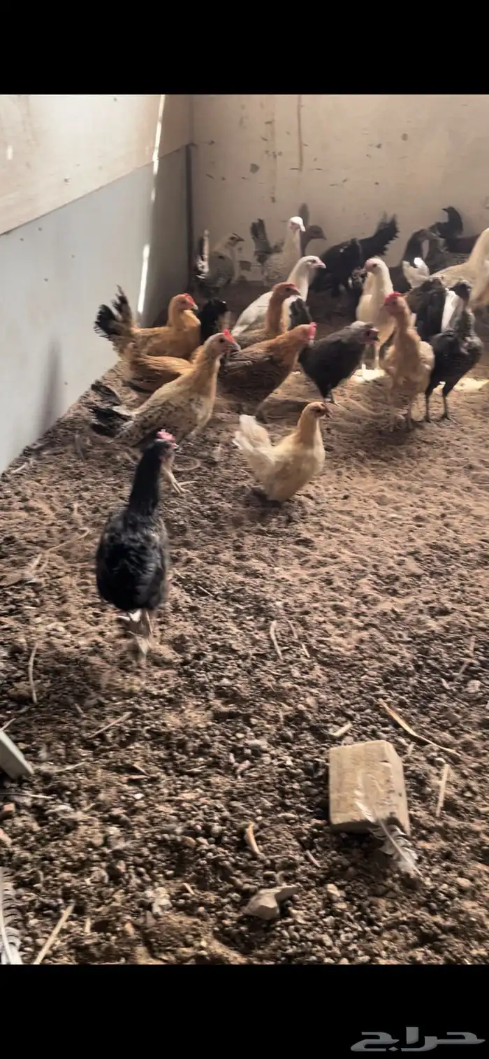 دجاج بلدي بياض 1