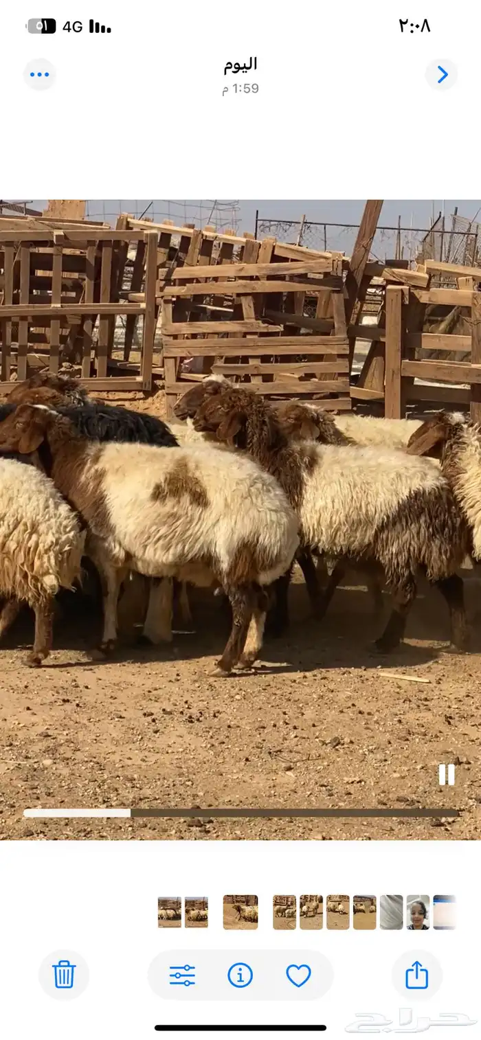 نعاج نعيم و2 نجد مولد منها 4 والباقي مضاريع 3