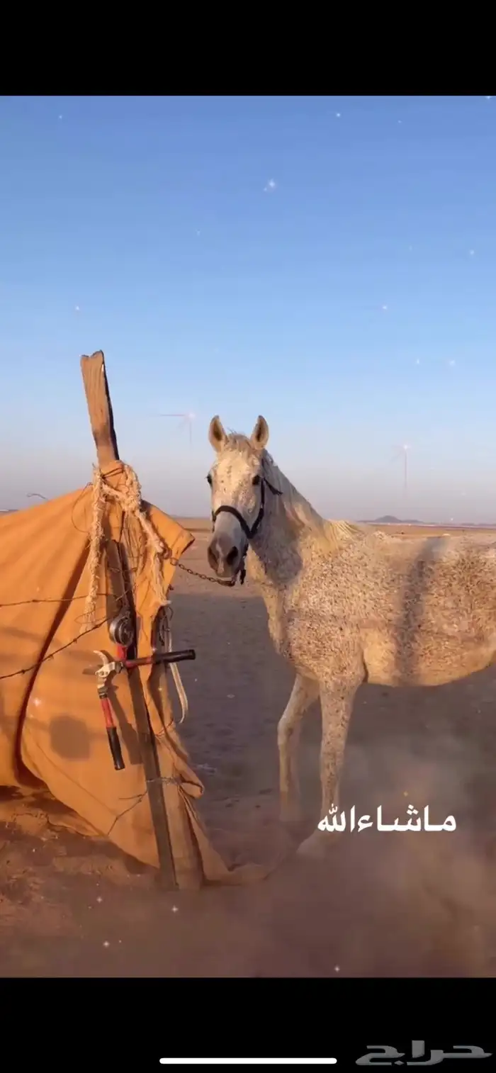 فرس شعبيه معها مهره جمال 0