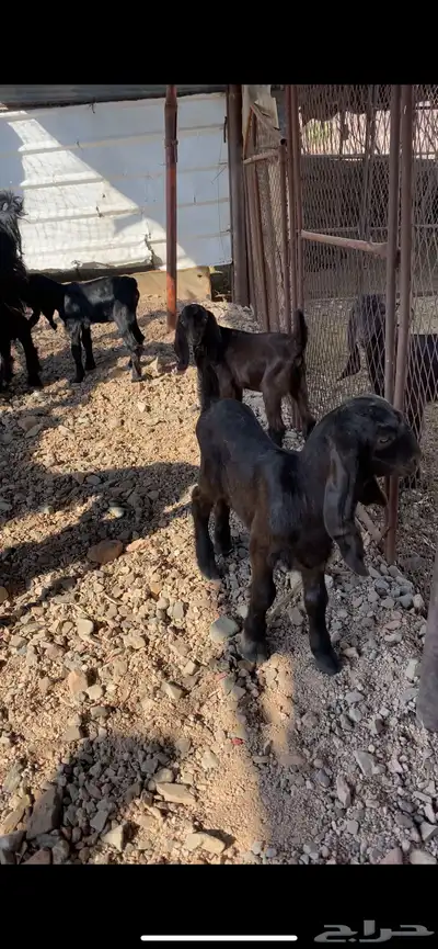 معزا ولد index