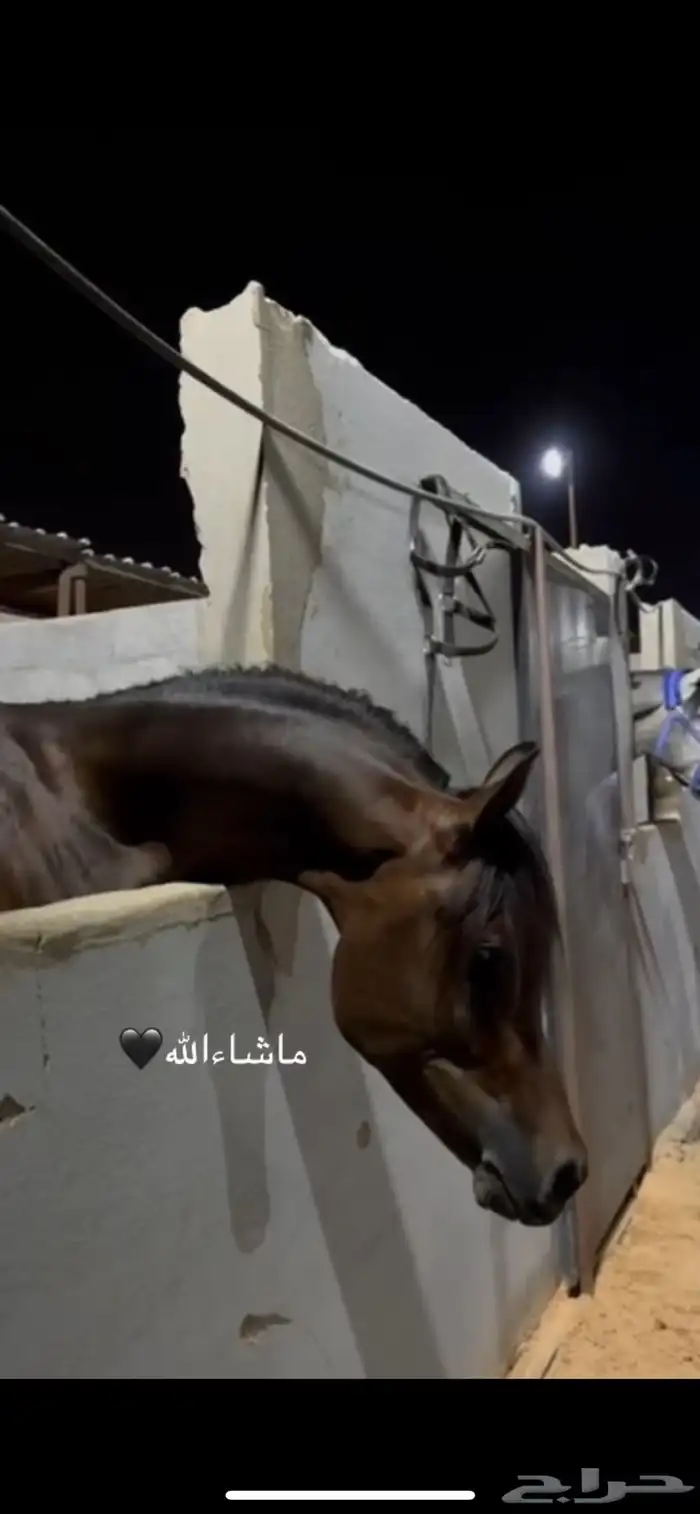 حصان ورق تشبيه لوجه الله 5