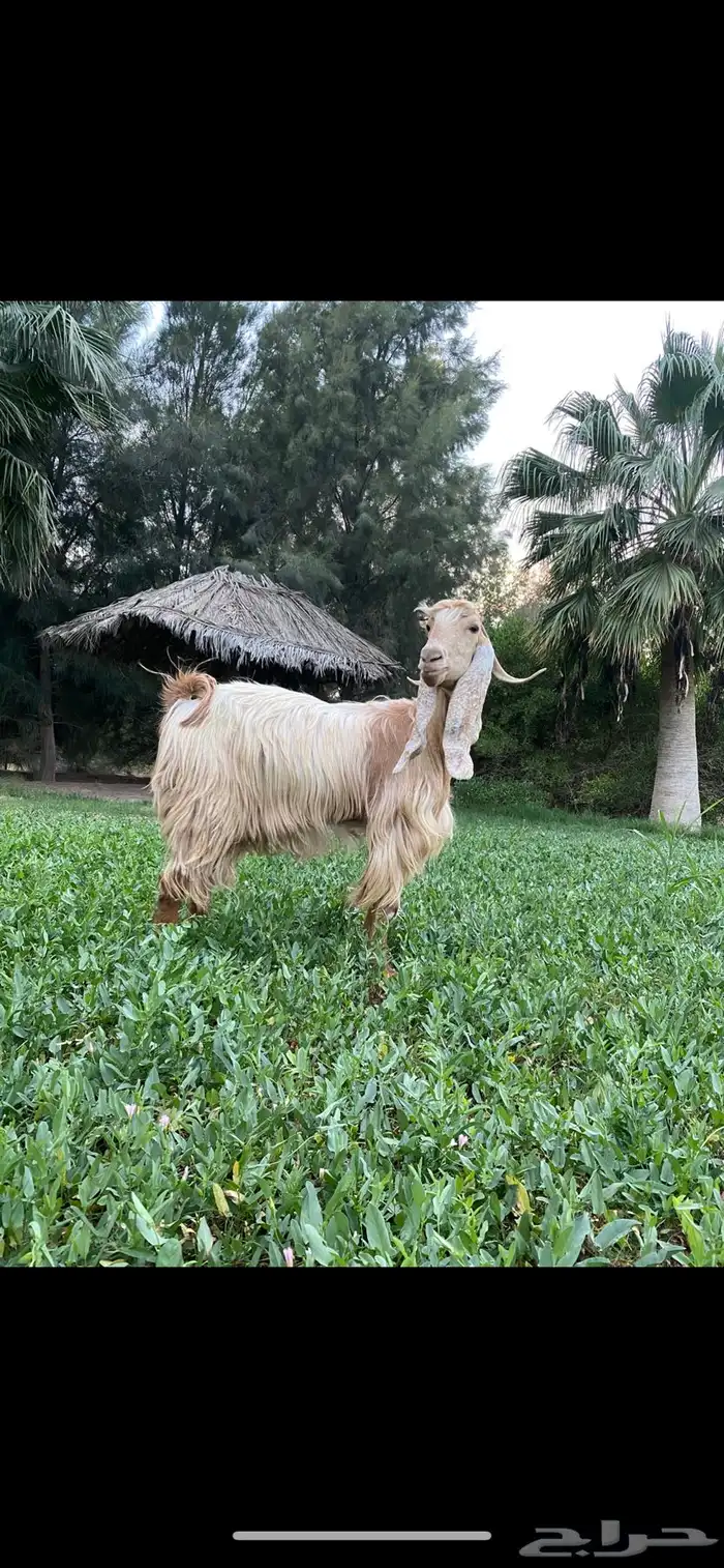 عنز عارضية صفراء خصم صنف 0