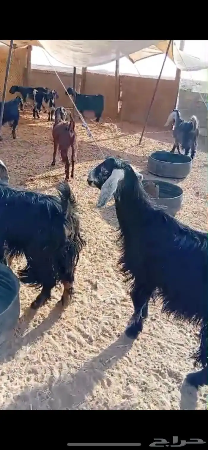 معزاء دفيع للبيع 5