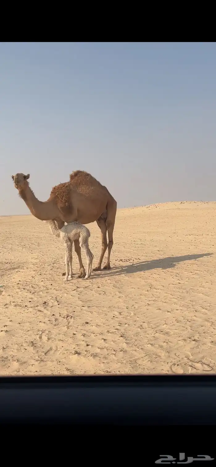 للبيع خلفه حمراء ثنيه 7