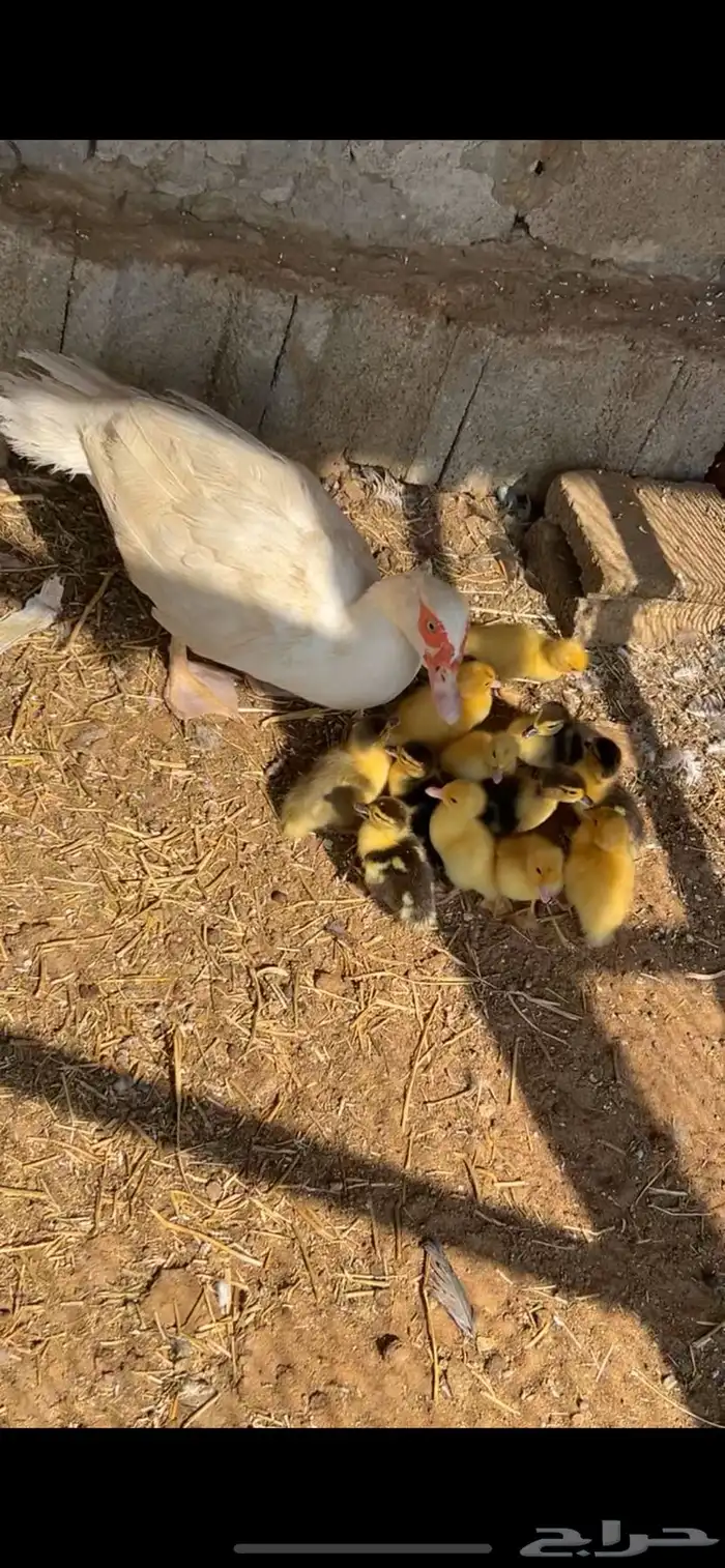 بط بح صوص صيصان 0