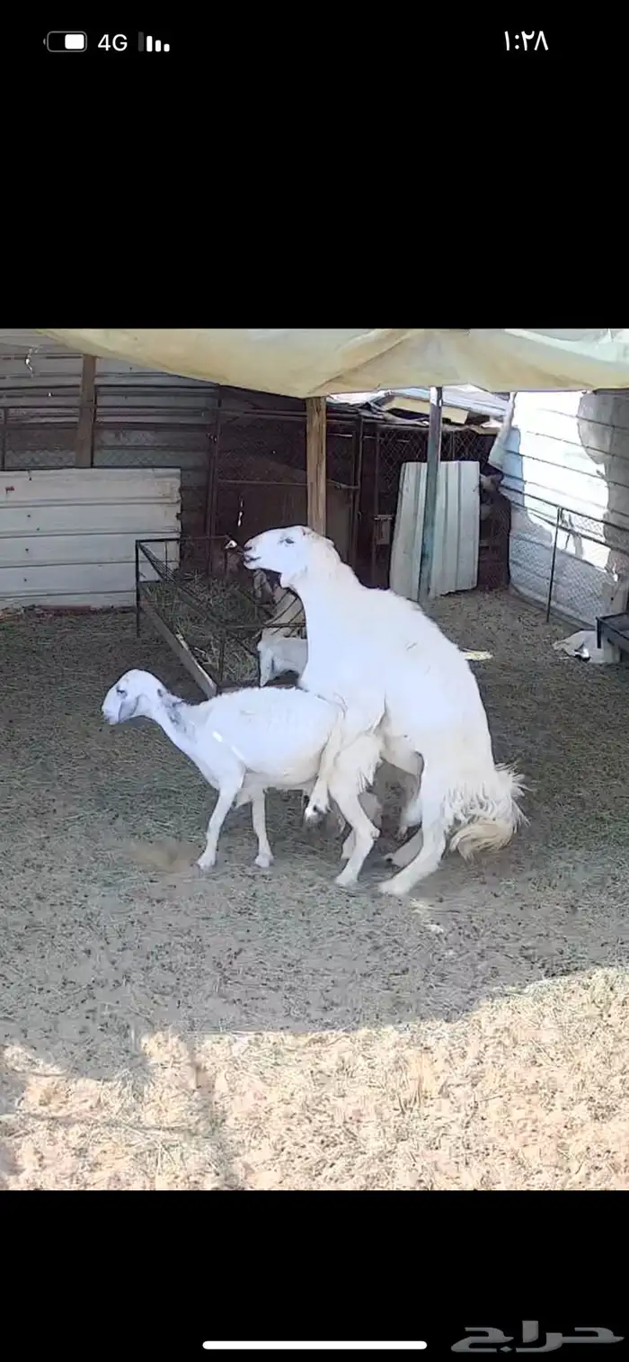 غنم ضان 0