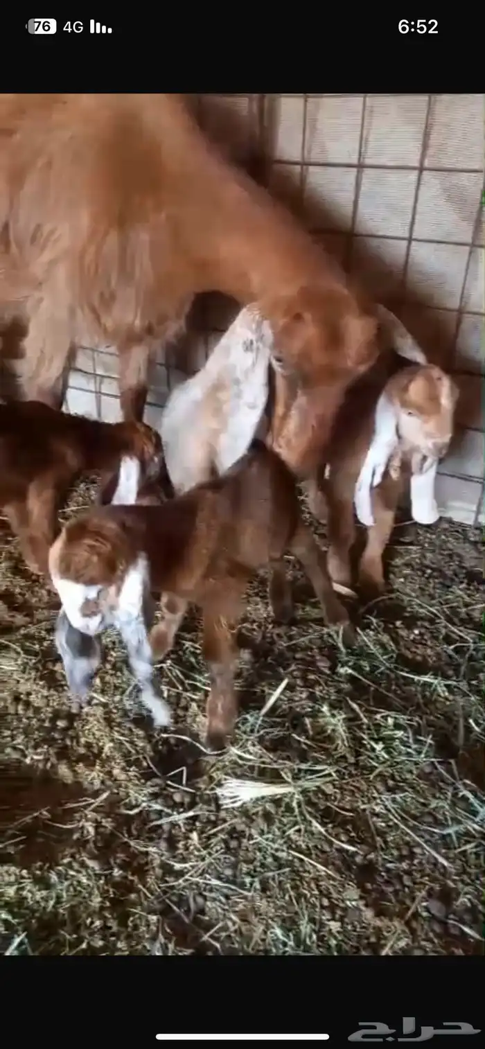 عنز تحتها ثلاثه 0