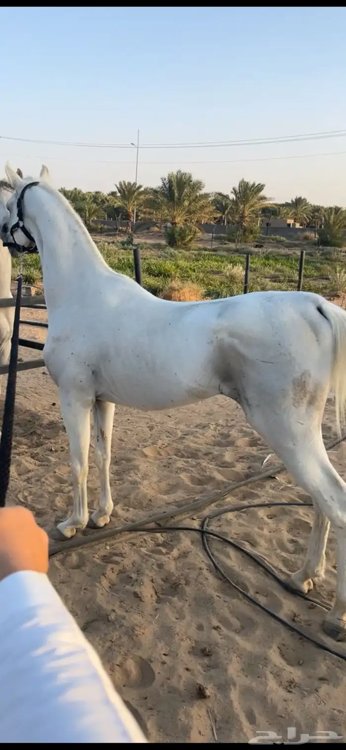 حصان بيع شعبي 0