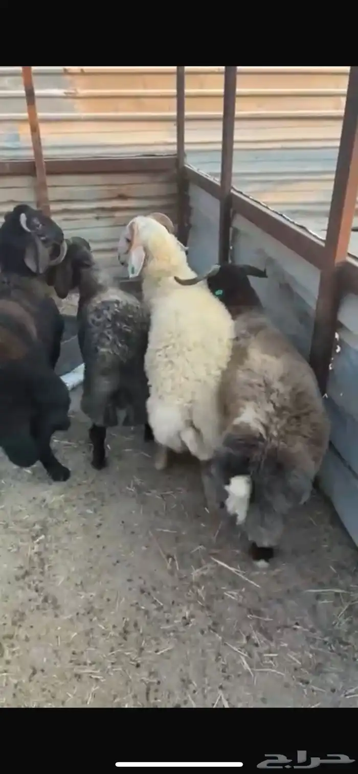 جذعان جبرة 0