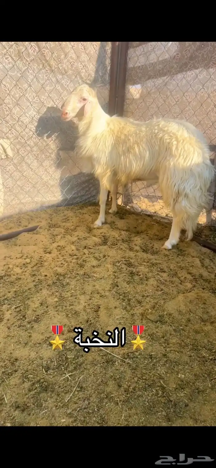 للبيع فحل صنف كفو السن ثني الموقع شرق الجامعة 0