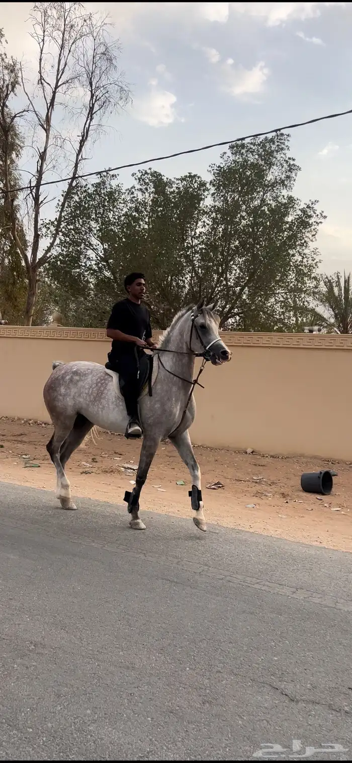 عسف الخيل و ايواء و تدريب على ركوب الخيل 3