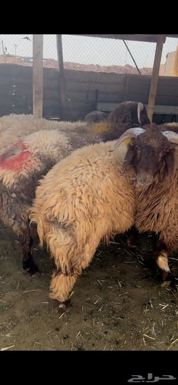 ذبيحتك إلى باب بيتك 3