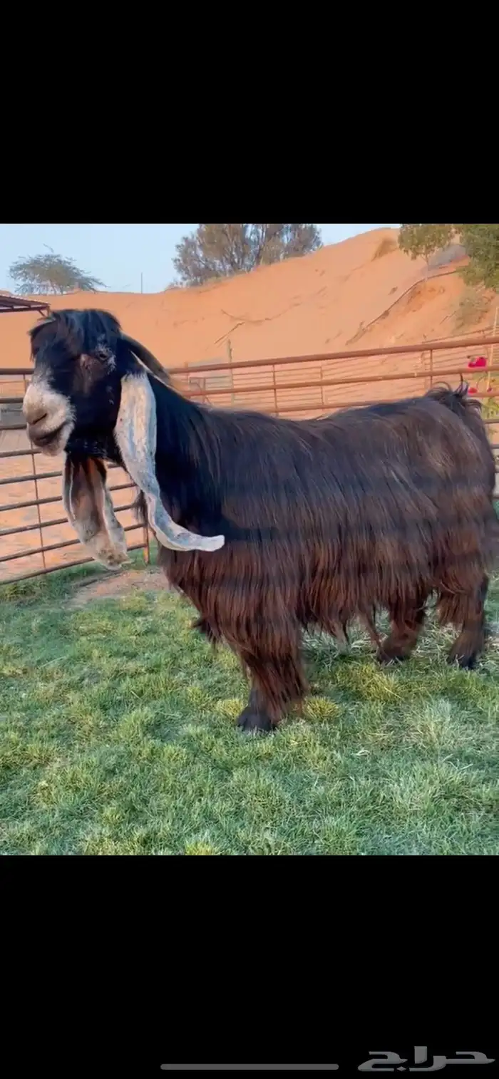 تيس جذع خصم له مقطع وهو يقرع مرفق صورت امه 1