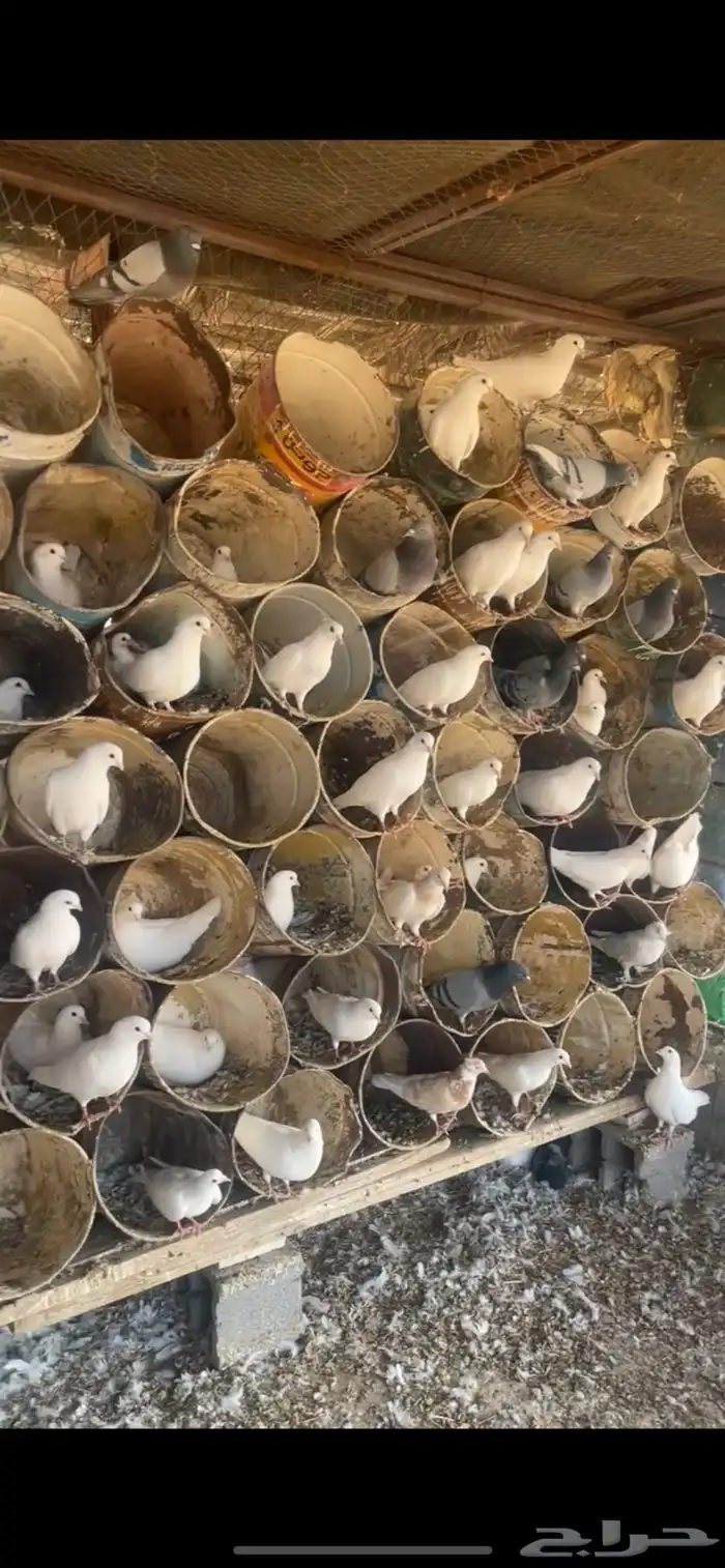 حمام فرنسي 0