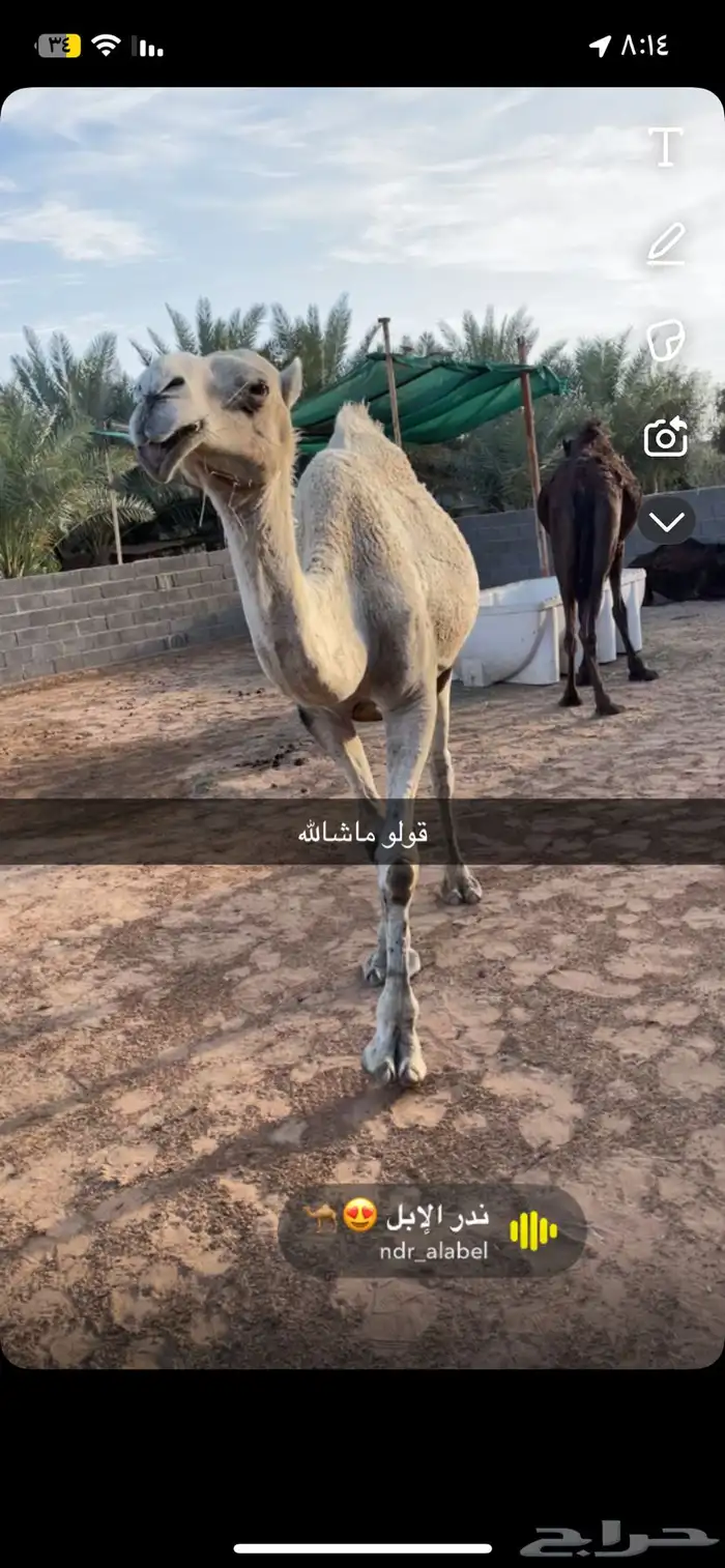 خلفه وضحا سنها رباع تحتها فعود عمره 8000 طبعها زين هديه 0