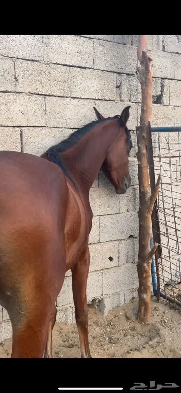 مهره شعيبه فاخره 0