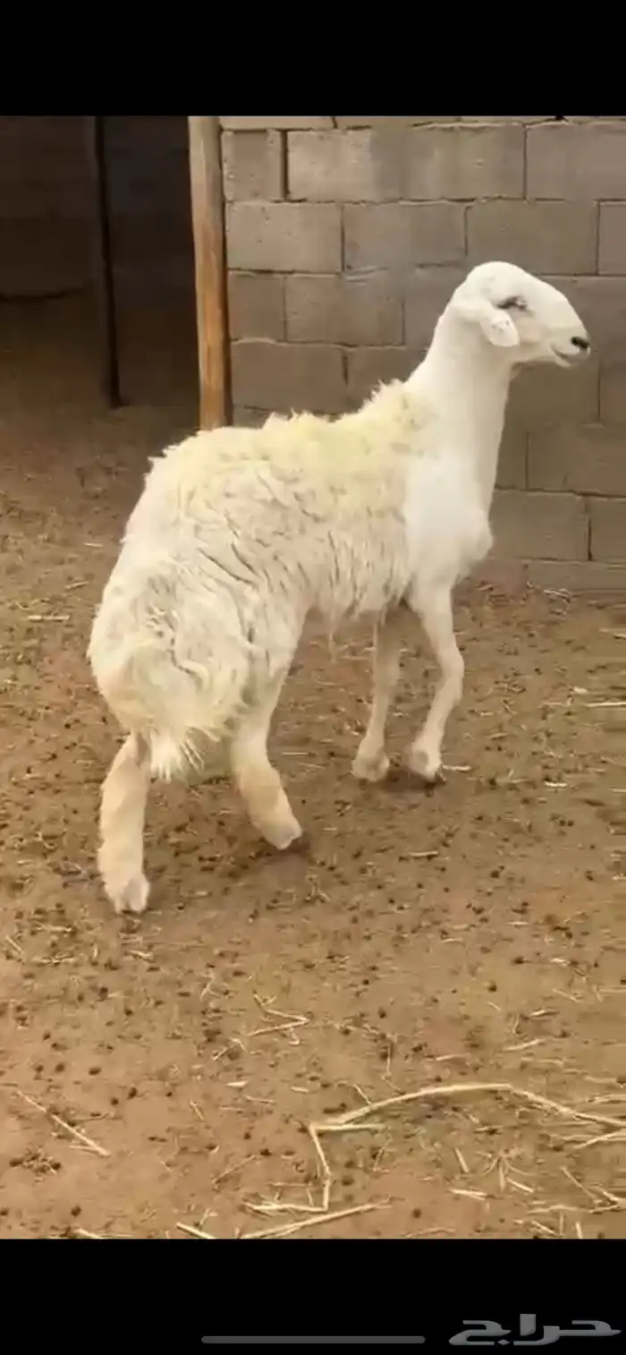 فحل حري من مراح الفضل 3