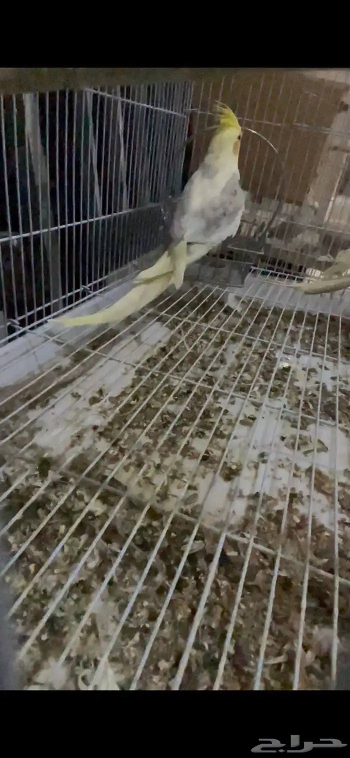 طيورزينه كروان ذكور وروز ذكور 1