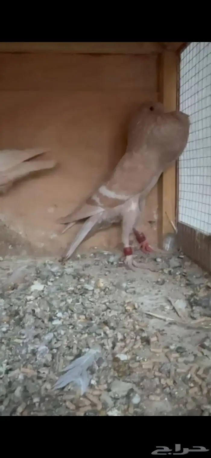 نفاخ وايت بار 0