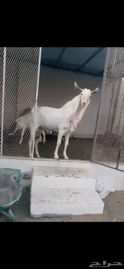 ماعز هولندي وعارضي للبيع index