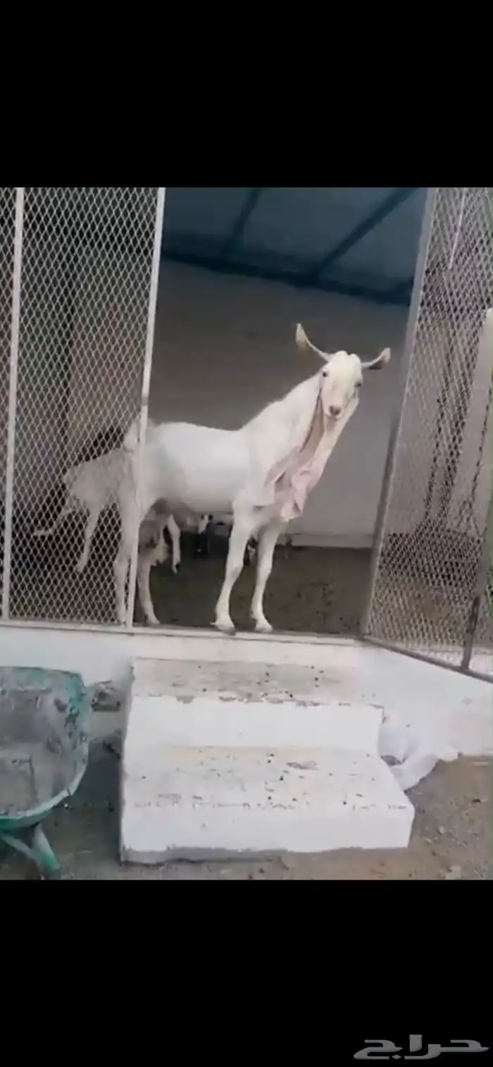 ماعز هولندي وعارضي للبيع 1