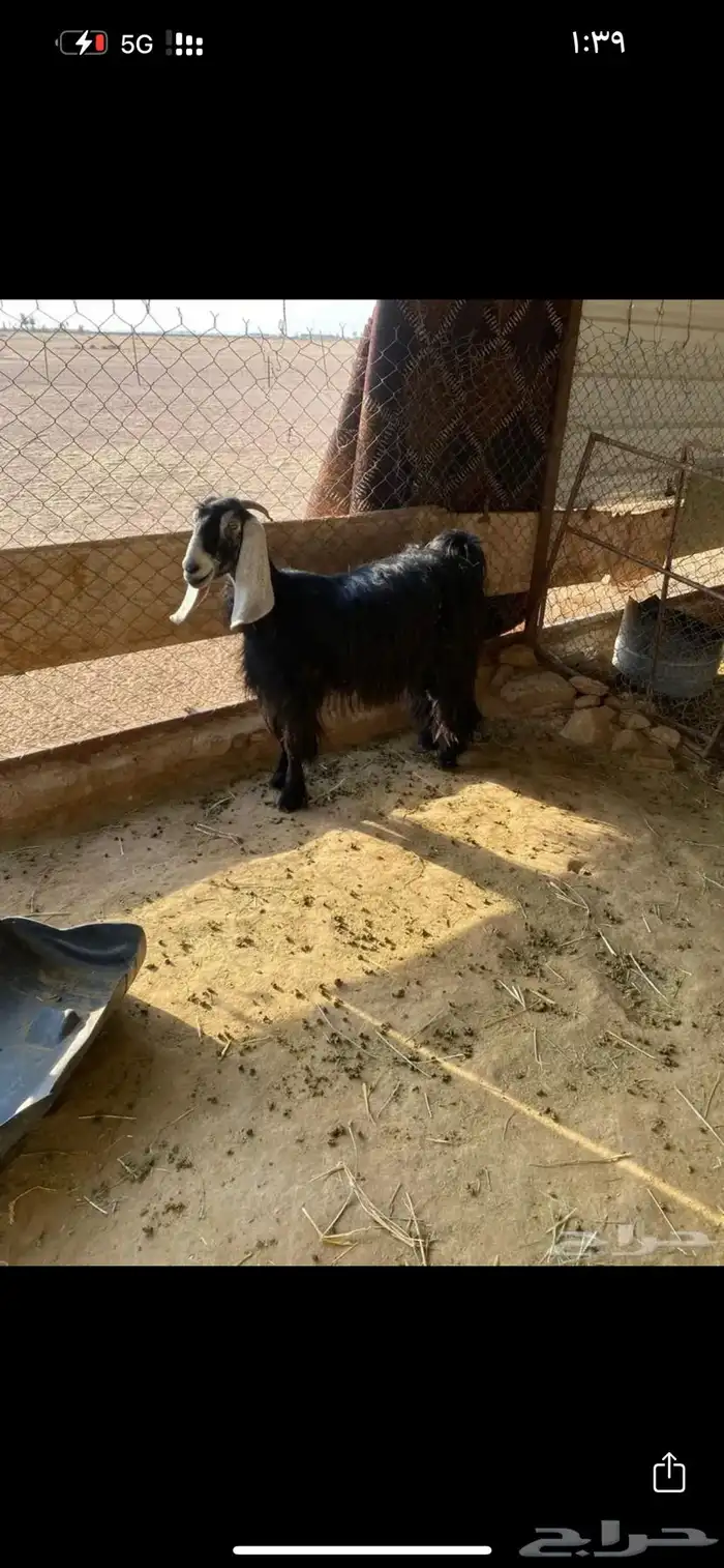 عنز عارضيه صنف 1