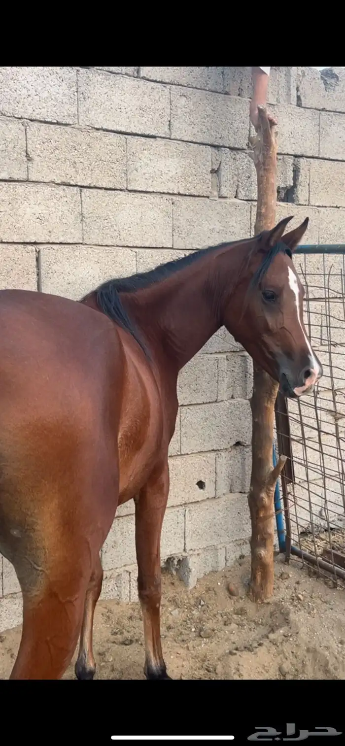 مهره شعيبه فاخره 1