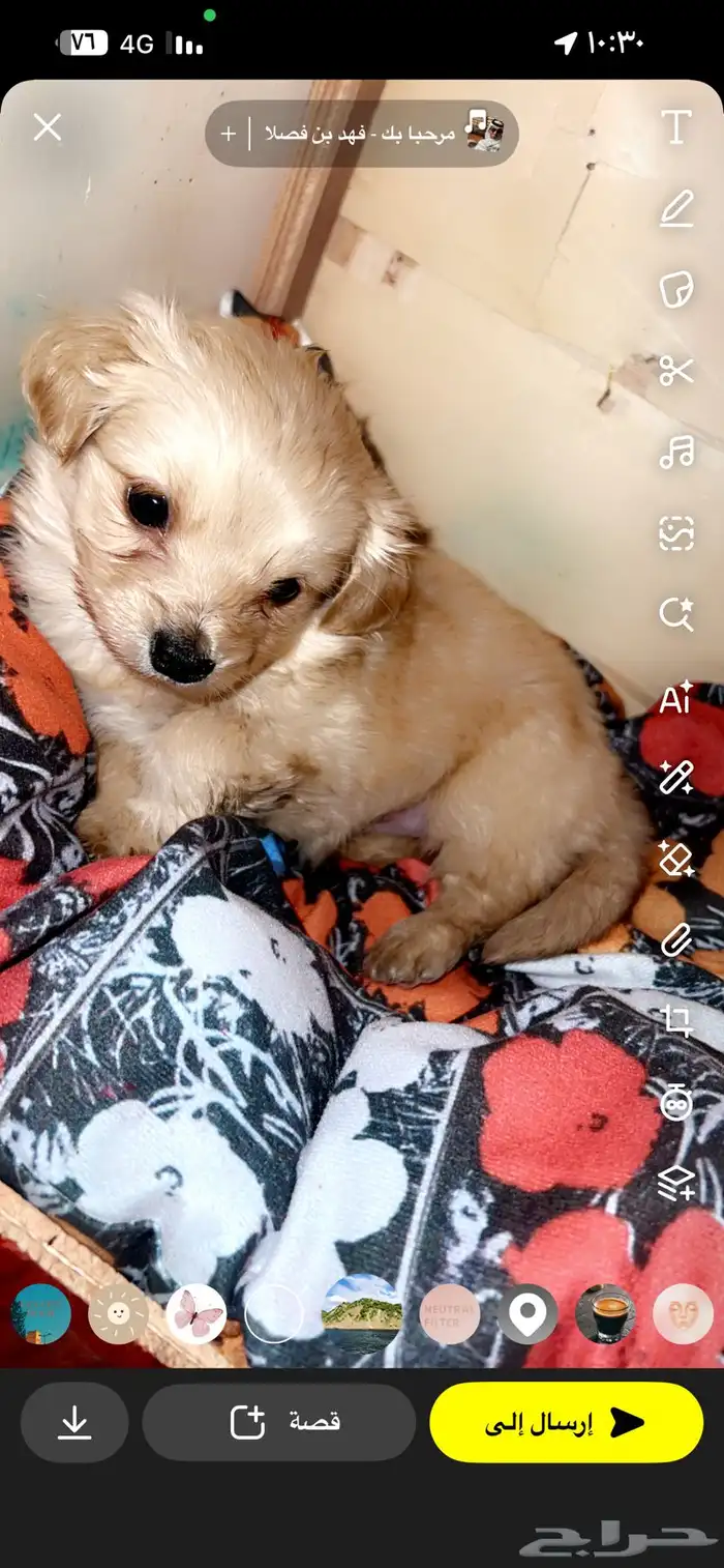 كلبه مالتيز 0