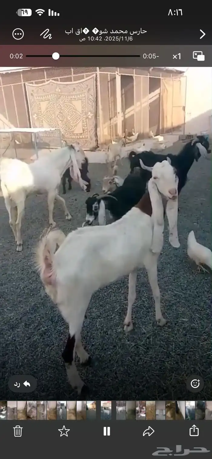 ماعز هولندي وعارضي للبيع 6