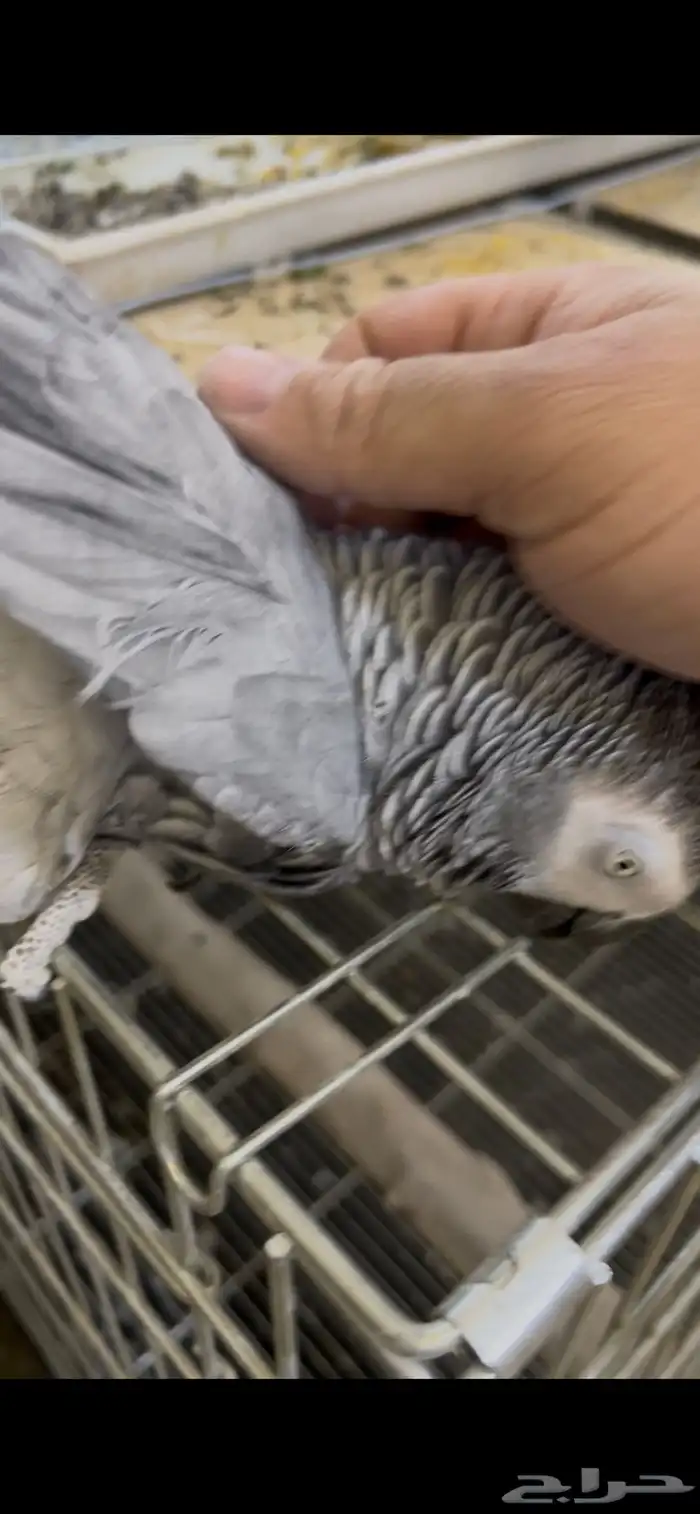 للبيع انثى كاسكو جاهزه 3