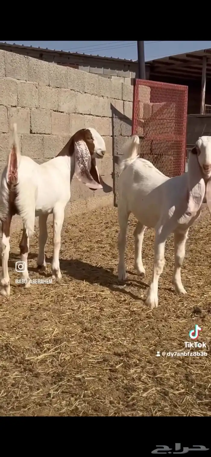 جفار مشاريك طيبه 0