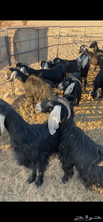 معزاء 20 فيها أربع ولد وحده معها 2 والباقيه دفيع index